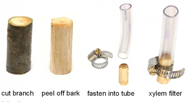 MIT Researchers Discover Sapwood  is Inexpensive Water Filtration Method